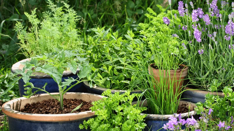 Alternative Garden Soil